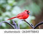 northern cardinal perched on top of a bird feeder in Pennsylvania