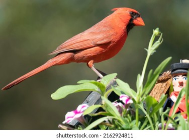 Northern Cardinal Perches On The Roof Of A Bird House