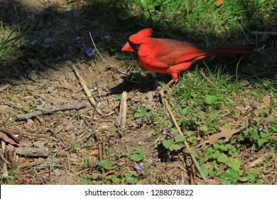 Bird Feeder Backyard Images Stock Photos Vectors Shutterstock