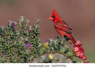 Northern Cardinal. Rio Grande Valley, Texas