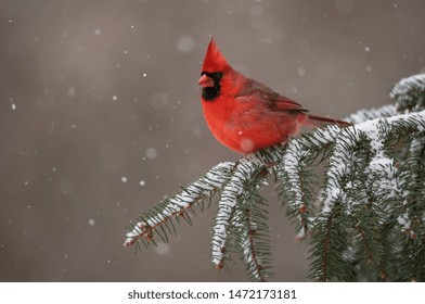 Northern Cardinal In The Snow 