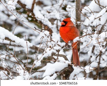 Northern Cardinal in Snow Covered Tree in Winter
