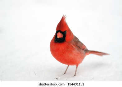 Northern cardinal in snow following a heavy winter snowstorm