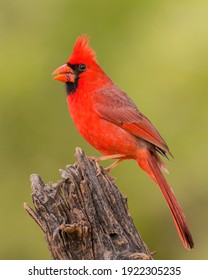 Northern Cardinal songbird is favorite