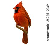 The Northern Cardinal is a vibrant songbird known for its striking red plumage and distinctive crest. Males are bright red, while females are a warm brown with reddish tinges. Cardinals are recognized