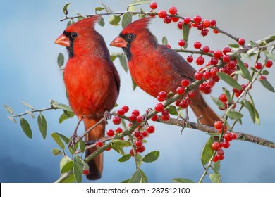 Northern Cardinals on Yaupon Holly Branch