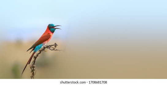 Northern Carmine Bee-eater foraging in the woods