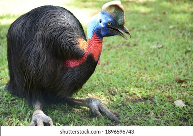 59 Single wattled cassowary Images, Stock Photos & Vectors | Shutterstock