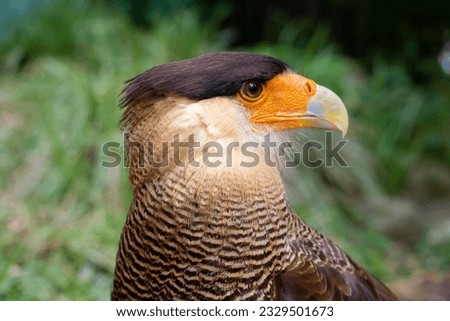 The northern crested caracara (Caracara cheriway), also called the northern caracara and crested caracara, is a bird of prey in the family Falconidae. High quality photo