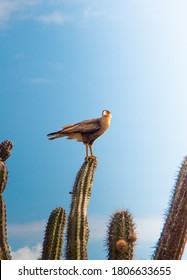  The Northern Crested Caracara (Warawara) Standing On A Cactus In Curaçao