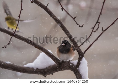 Northern, Dark-Eyed Juncos in a snow covered crab apple tree.These beautiful birds are best known in the winter when they frequent ground feeders.