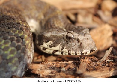 Northern Death Adder