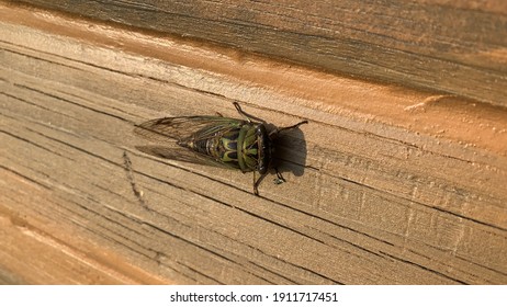 A Northern Dog Day Cicada Perched On A Wall In Indiana.