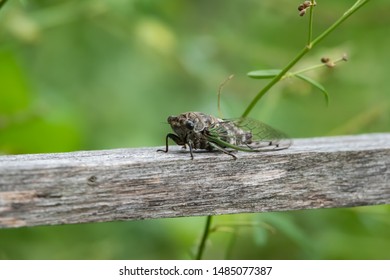 Northern Dog Day Cicada In Summer