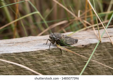 Northern Dog Day Cicada In Summer