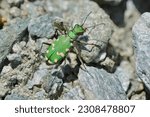 Northern dune tiger beetle, scientific name cicindela hybrida, taken in Valais, CH.
