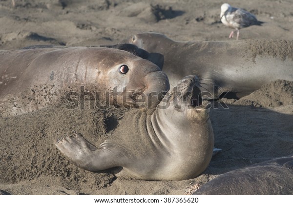 Northern Elephant Bull and Cow Seals\
at Piedras Blancas Elephant Seal Rookery,\
California