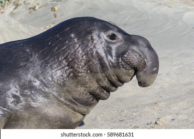 Northern Elephant Seal