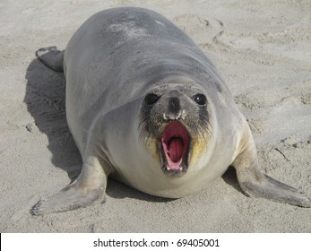 Northern  Elephant  Seal