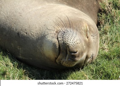 Northern Elephant Seal Female, California