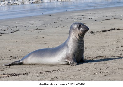 Northern Elephant Seal, [Mirounga Angustirostris]