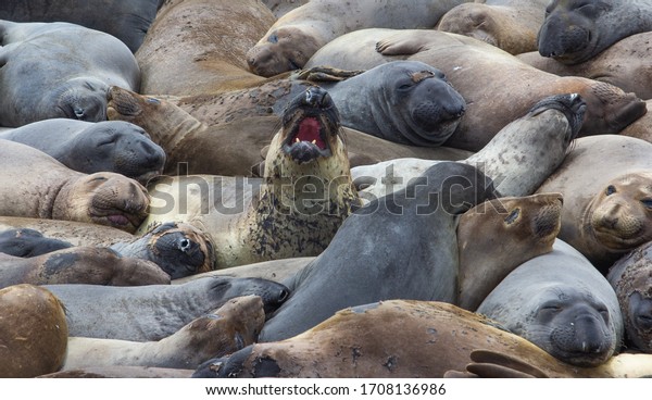 The northern\
elephant seal (Mirounga angustirostris) is one of two species of\
elephant seal (the other is the southern elephant seal). on the\
coast of California, the Big\
Sur