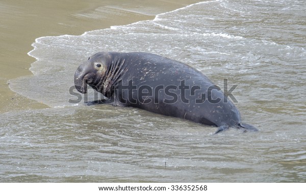 Northern Elephant Seal (Mirounga\
angustirostris) male hauls out on to the beach at Elephant Seal\
overlook,  Point Reyes National Seashore, California,\
USA