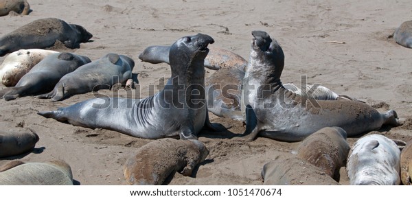 Northern Elephant\
Seals fighting at the Piedras Blancas Elephant seal colony on the\
Central Coast of California\
USA
