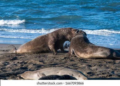 Northern Elephant Seals On The Beach At San Simeon, California 