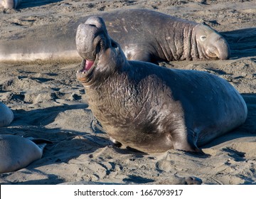 Northern Elephant Seals On The Beach At San Simeon, California 