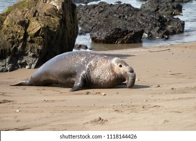 Northern Elephant Seals on a California Beach