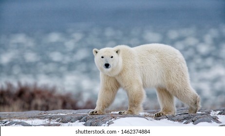 северный остров Элсмир/Канада-21.01.2019. фото белого медведя в Канаде 