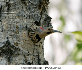 Northern Flicker bird head shot close-up view in its nest cavity entrance,  in its environment and habitat surrounding during bird season mating. Image. Picture. Portrait. Photo. 