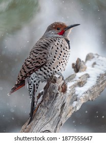 A Northern Flicker In A Christmas Setting Near Cheyenne, Wyoming