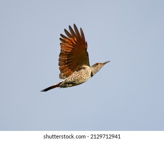 Northern Flicker (Colaptes Auratus) Bird 