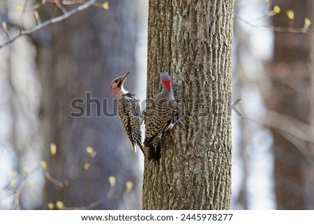Northern flicker (Colaptes auratus) couple during spring courtship.