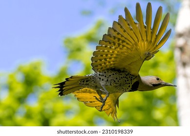  The Northern flicker (Colaptes auratus) flying from the nest cavity. Flicker nesting in Wisconsin. North American bird.