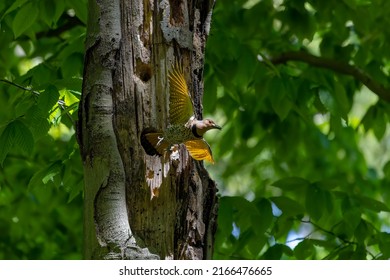 The Northern flicker (Colaptes auratus) nesting in Wisconsin. North American bird.