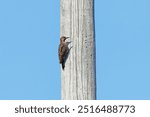 The northern flicker (Colaptes auratus) sitting on a telephone pole