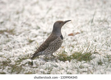 Northern Flicker (female)