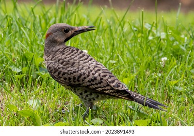 Northern Flicker fledgling waiting for it's mom to feed him. - Shutterstock ID 2023891493