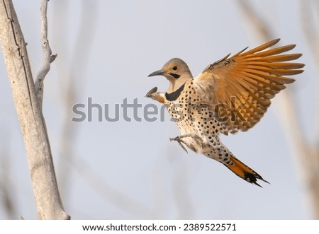 A northern flicker integrade type
