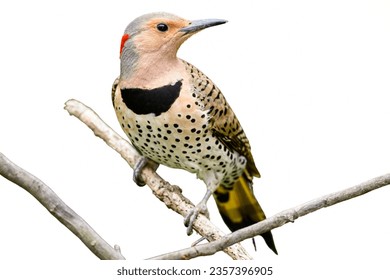 Northern Flicker: Known for its "wick-a-wick-a-wick" call.
