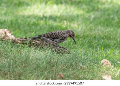 Northern flicker looking for food on the ground in summer.