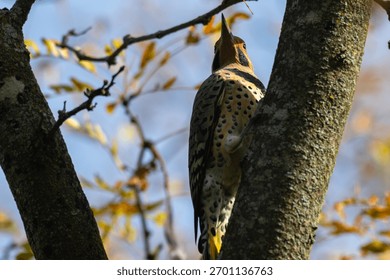 Northern flicker in partial shadow perched in a bare tree.