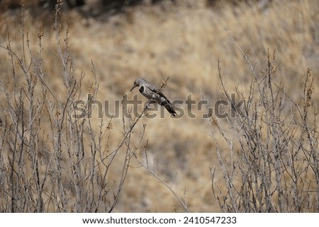 Northern Flicker perched on thin branches with beige dry grass in background.