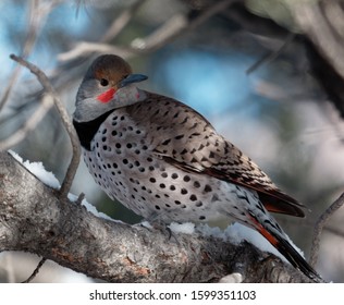 A Northern Flicker Perches On A Limb Near Cheyenne, Wyoming