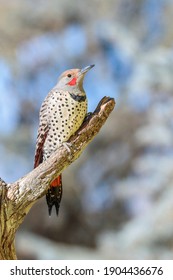 A Northern Flicker Perches On A Limb Near Cheyenne, Wyoming