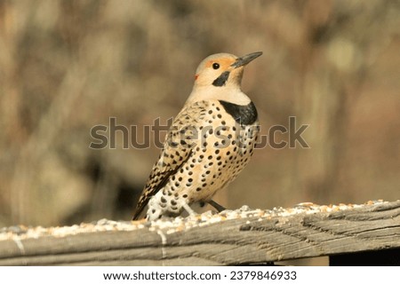 Northern flicker posing on the railing. His chest puffed out and looking stoic. His gold plumage with black speckles helps for camouflage. The little black bib stands out. This is a large woodpecker.