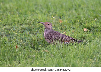 Northern Flicker (Red-shafted, Female) (colaptus Auratus) 